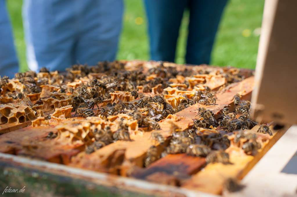 Eifel-Biene von Friedrich Bleckmann – die Imkerei am Mühlenberg: Honig kaufen, Bienenköniginnen erwerben, Imker werden!