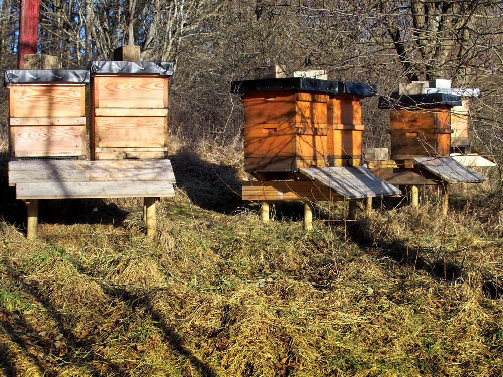 Eifel-Biene von Friedrich Bleckmann – die Imkerei am Mühlenberg: Honig kaufen, Bienenköniginnen erwerben, Imker werden!