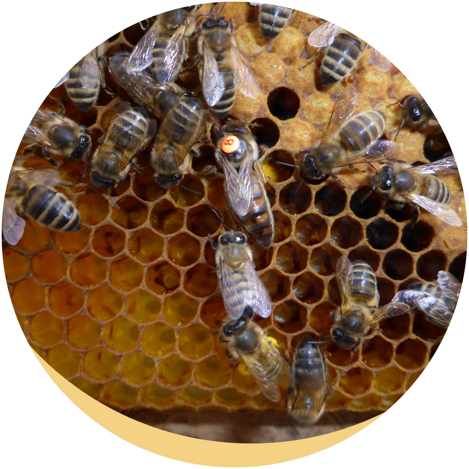 Eifel-Biene von Friedrich Bleckmann – die Imkerei am Mühlenberg: Honig kaufen, Bienenköniginnen erwerben, Imker werden!