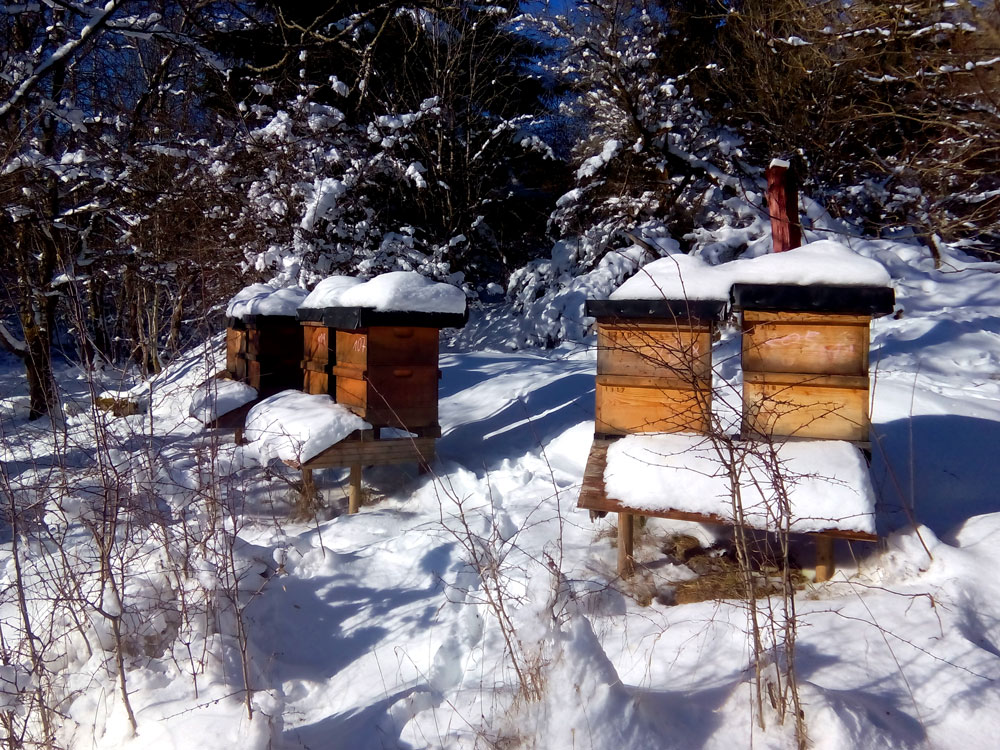 Eifel-Biene von Friedrich Bleckmann – die Imkerei am Mühlenberg: Honig kaufen, Bienenköniginnen erwerben, Imker werden!